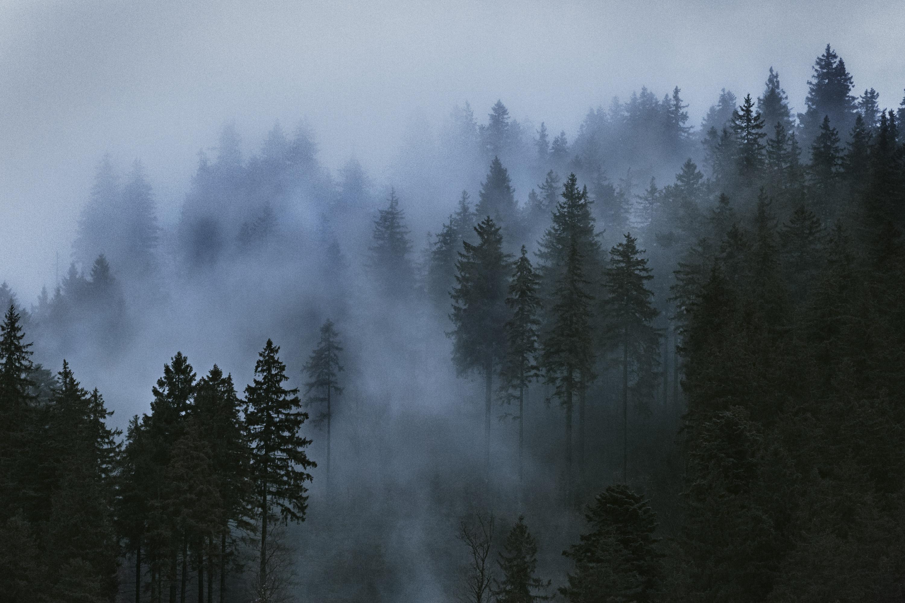 3000x2000 trees, Mist, Clouds, Photography, Wood, Sky Wallpaper HD / Desktop and Mobile Background