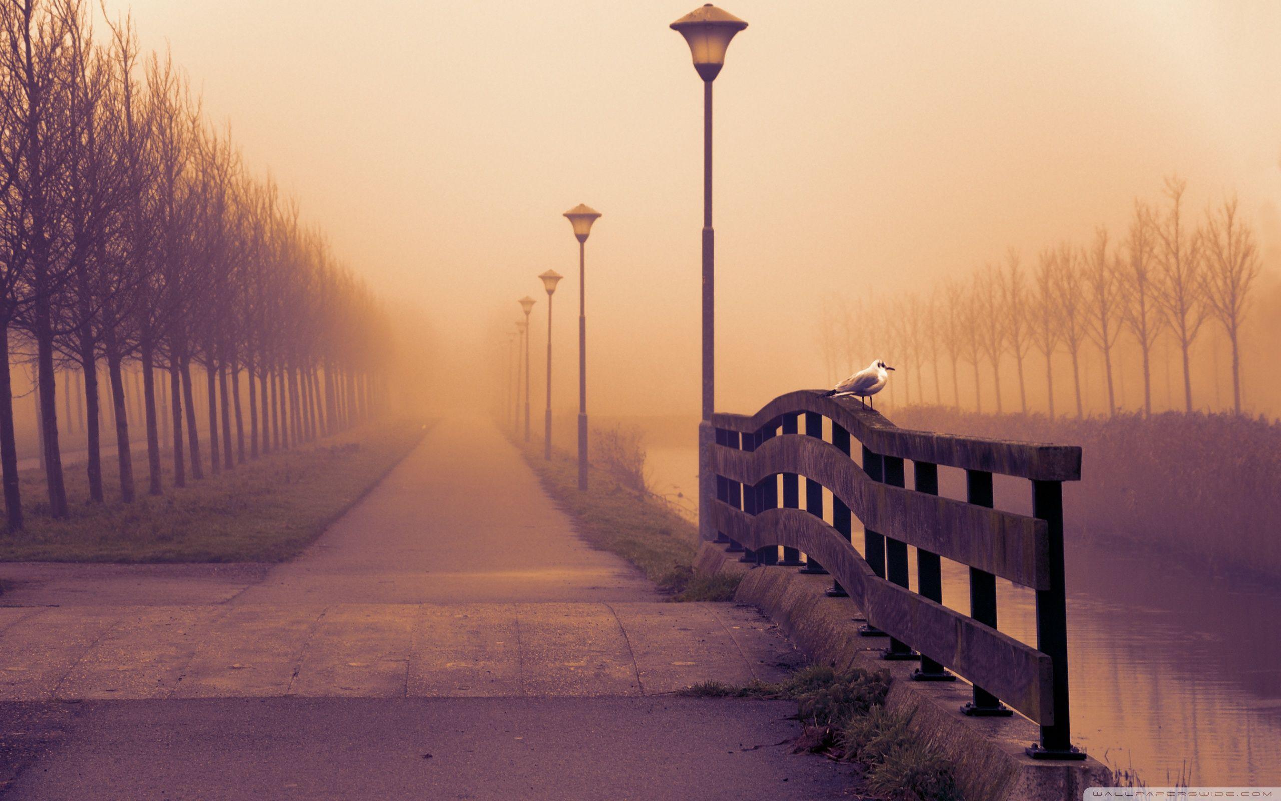 2560x1600 Fall Fog Wallpaper