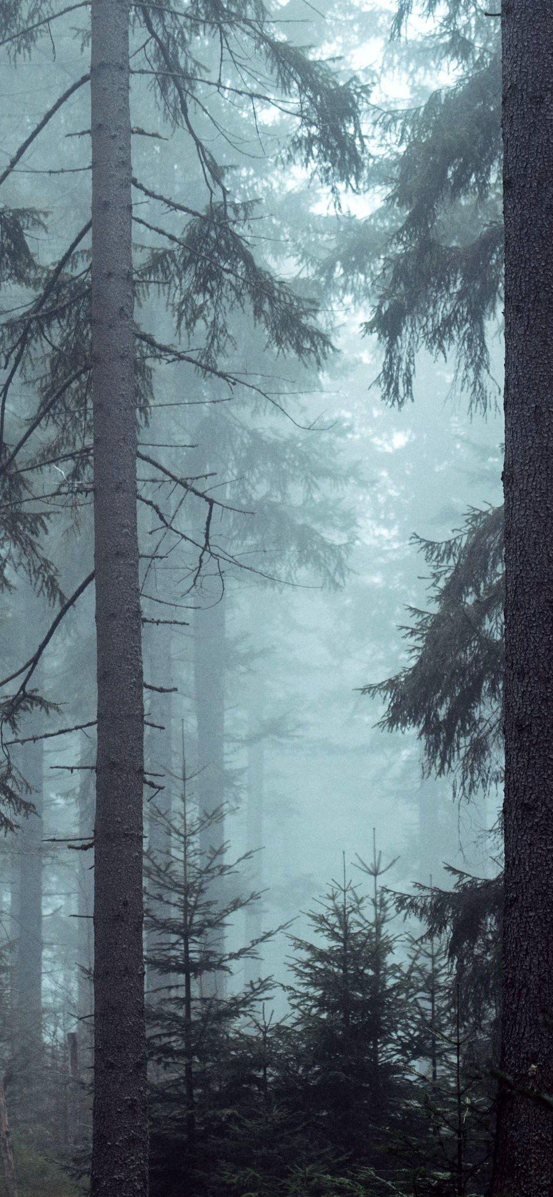 1125x2436 forest woods misty forest trees wallpaper iPhone X Wallpaper. Forest landscape, Tree wallpaper iphone, Forest wallpaper iphone