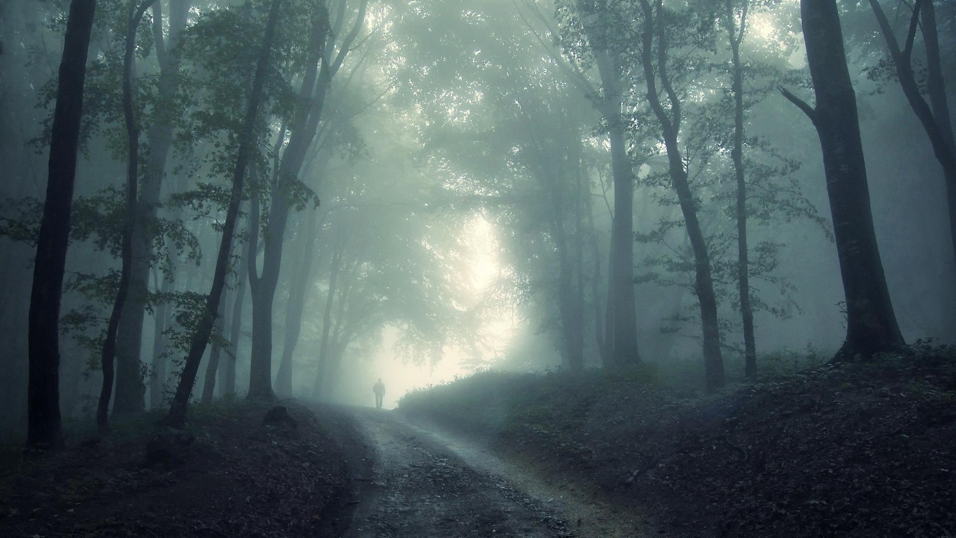 Foggy Woods Wallpapers - Top Free Foggy Woods Backgrounds - WallpaperAccess