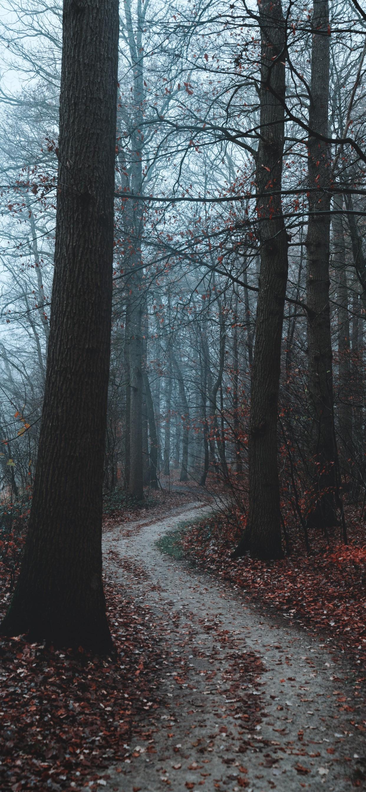 1242x2688 Download 1242x2688 Forest, Dark, Foggy, Autumn, Fall, Trees Wallpaper for iPhone 11 Pro Max & XS Max