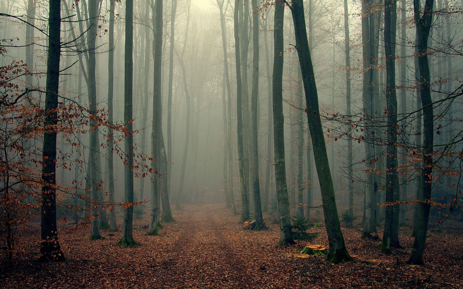 Foggy Woods Wallpapers - Top Free Foggy Woods Backgrounds - WallpaperAccess