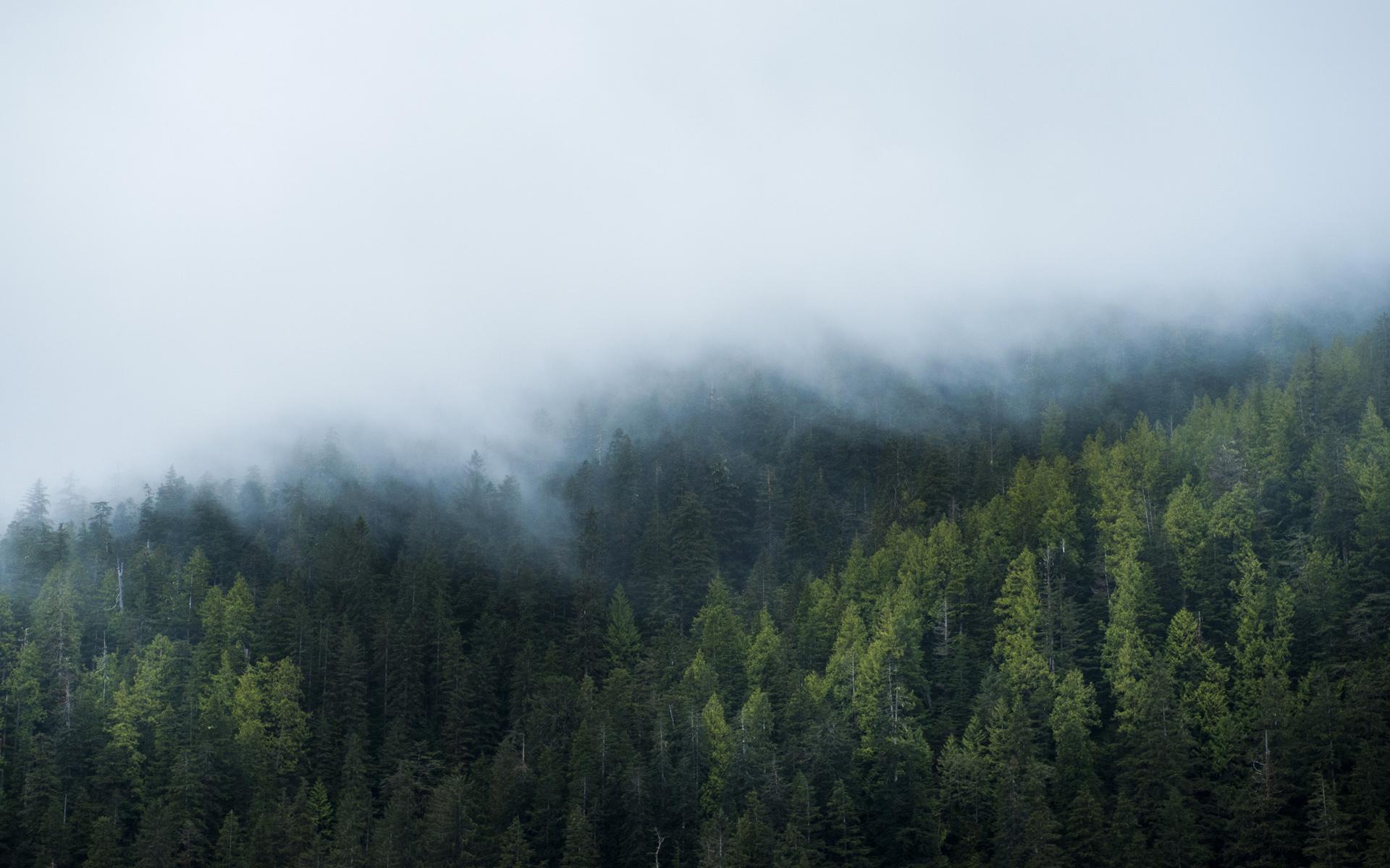 1920x1200 Free download Wallpaper windows 10 windows wood fog wallpaper nature download [1920x1200] for your Desktop, Mobile & Tablet. Explore Windows 10 Fog Wallpaper. Windows 10 Fog Wallpaper, Fog Wallpaper, Fog Wallpaper