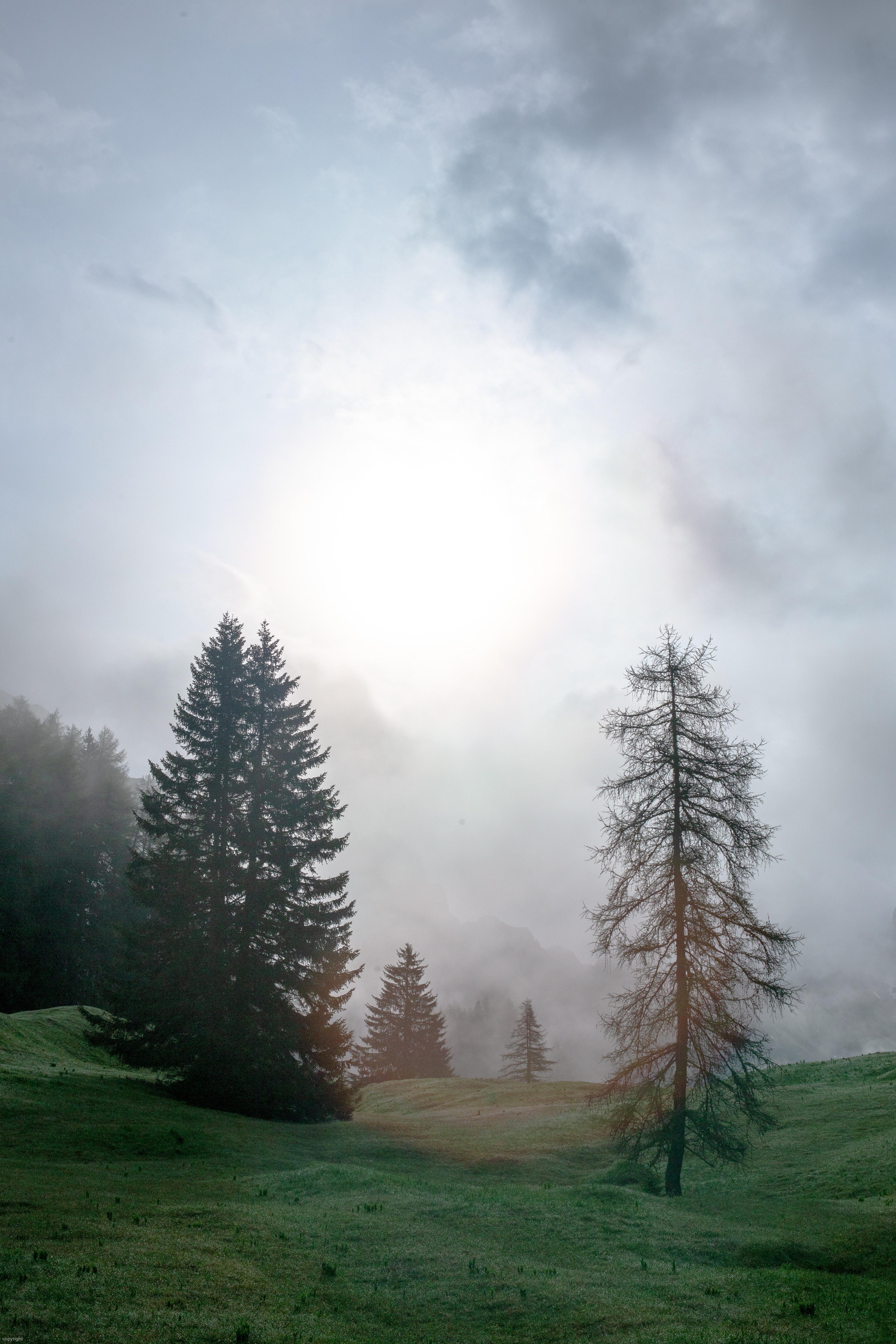 3648x5472 Green meadow with trees on foggy day · Free