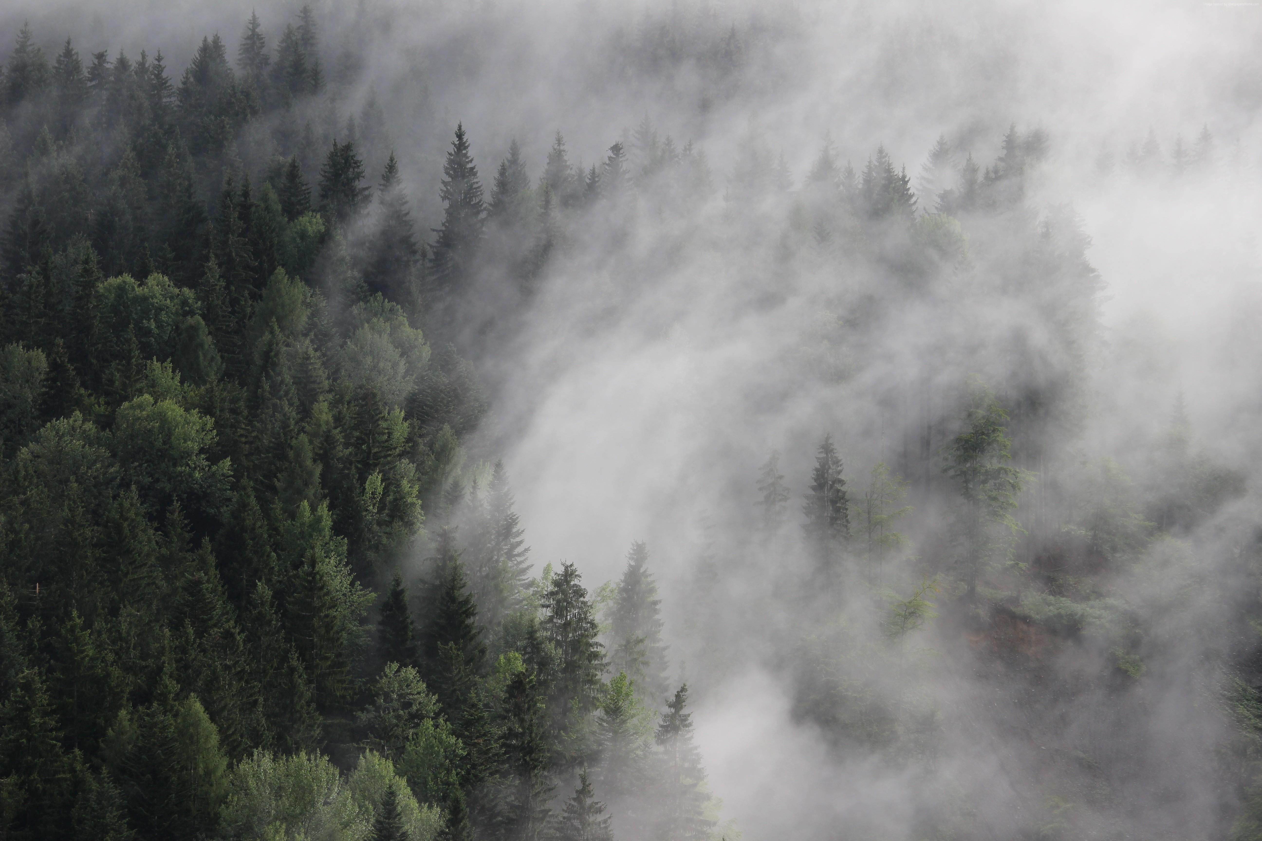 5184x3456 #fog, #pines, #mist, #Austria, k, #forest, k, k wallpaper. Mocah HD Wallpaper