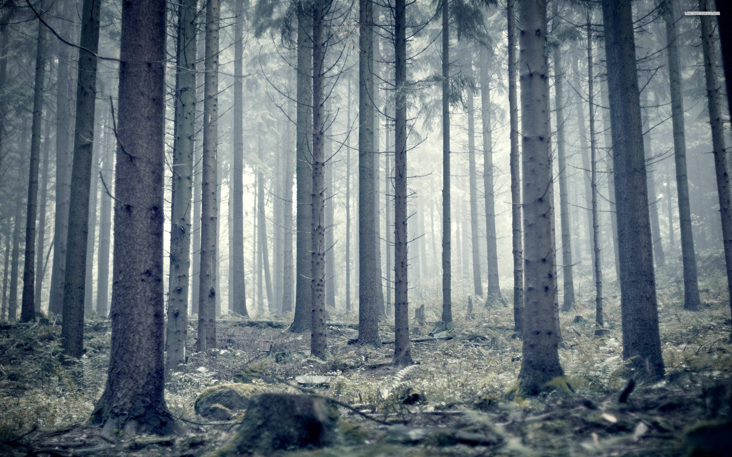 2560x1600 Woods Wallpaper