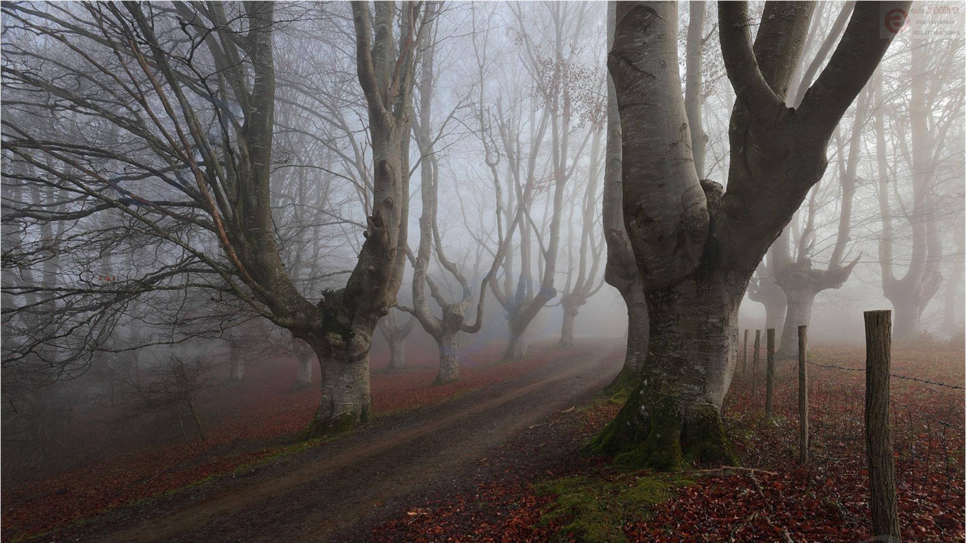 1920x1080 Foggy Woods HD wallpaper