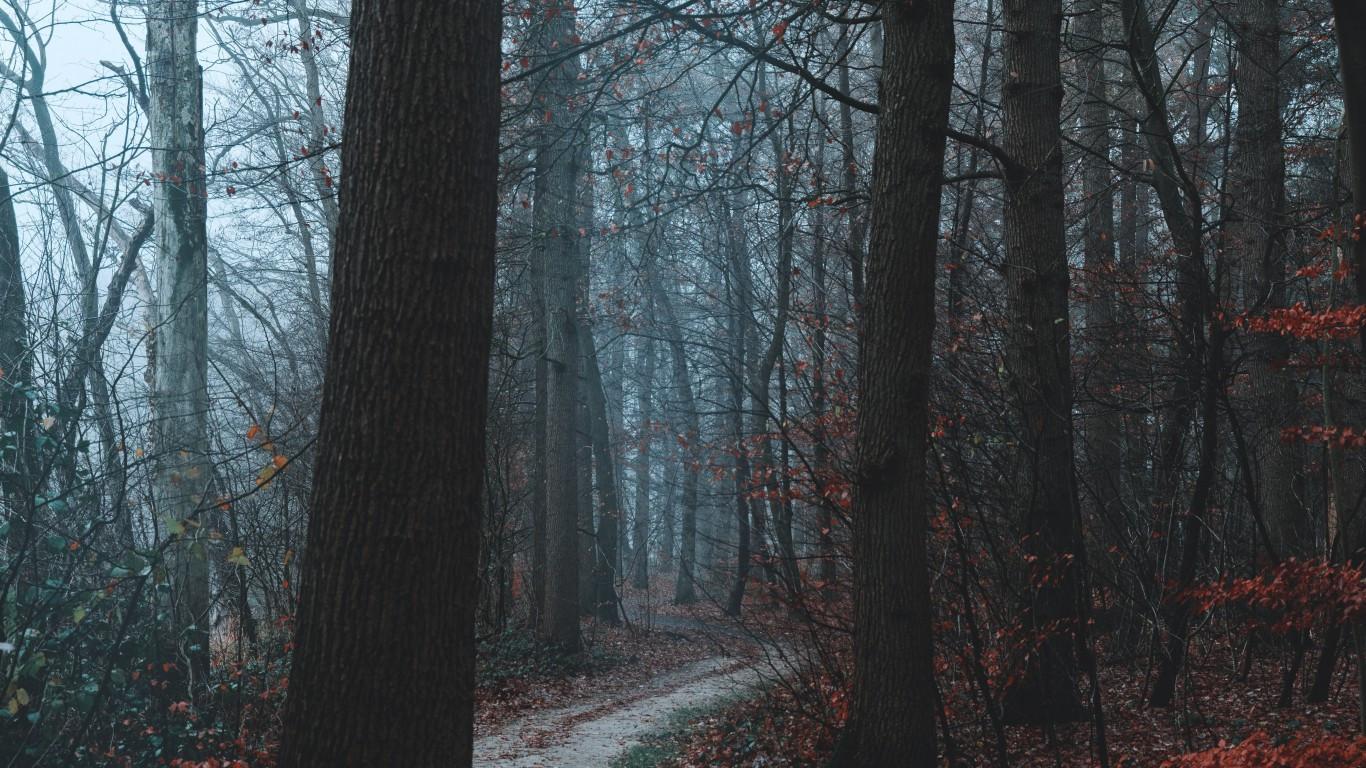 1366x768 Download 1366x768 Forest, Dark, Foggy, Autumn, Fall, Trees Wallpaper for Laptop, Notebook