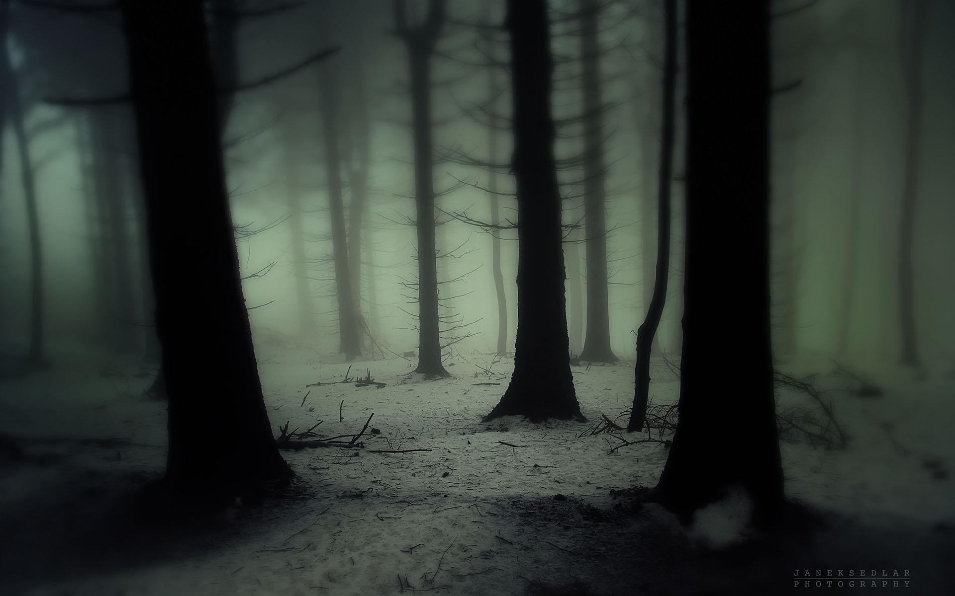 1920x1200 nature, Landscapes, Trees, Forest, Wood, Gloom, Snowing, Snow, Winter, Fog, Haze, Mist, Cold, Spooky Wallpaper HD / Desktop and Mobile Background