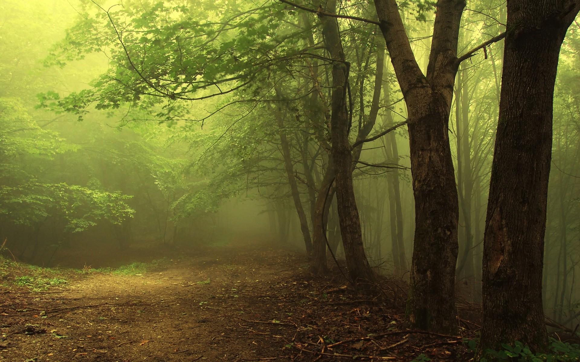 1920x1200 Free photo: Foggy Woods, Dawn, Fog