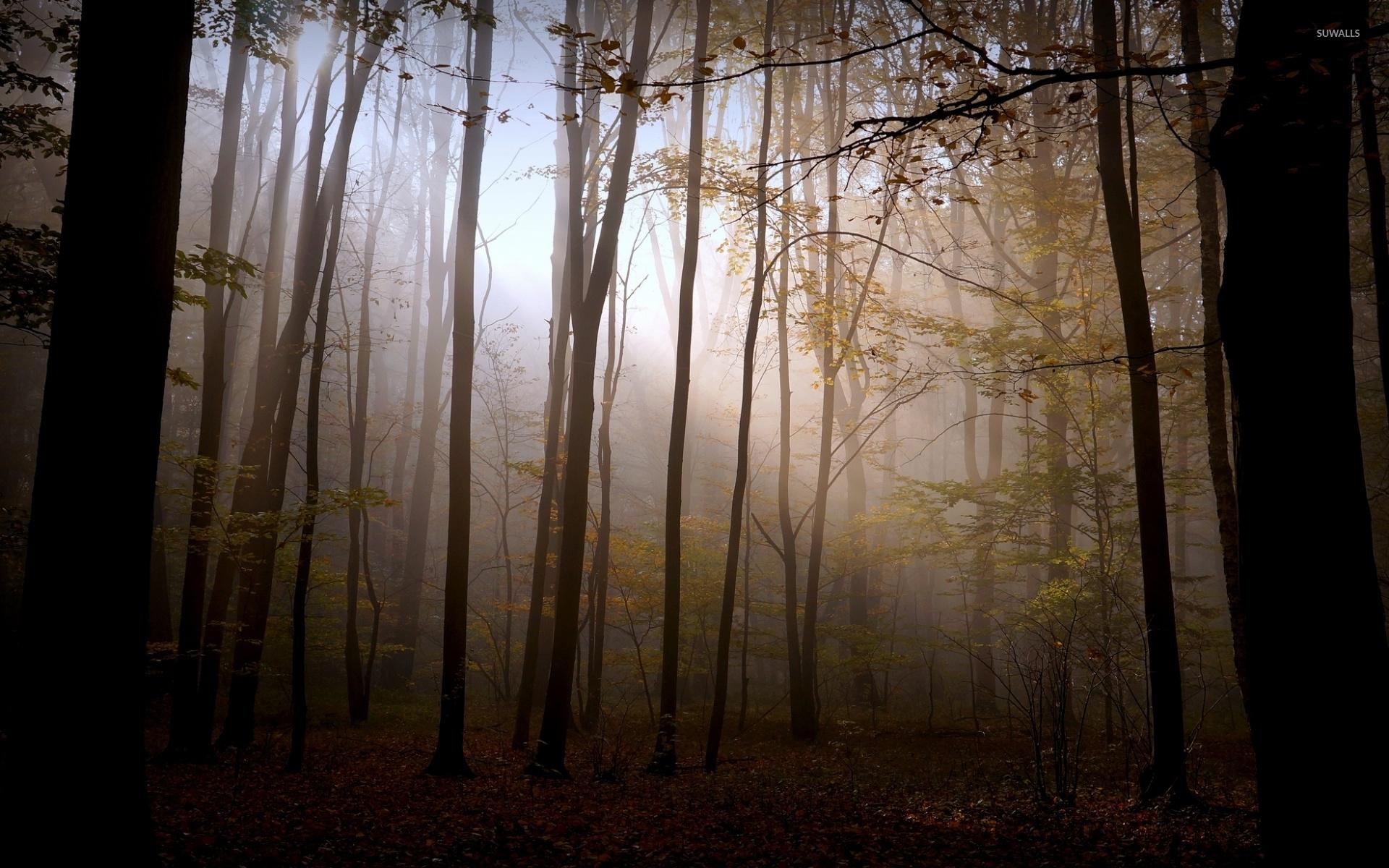 1920x1200 Foggy autumn forest [6] wallpaper wallpaper