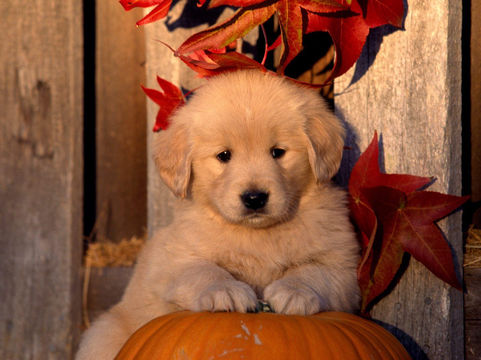 1600x1200 Autumn Golden Retriever Puppy Wallpaper Retriever Puppy Wallpaper HD