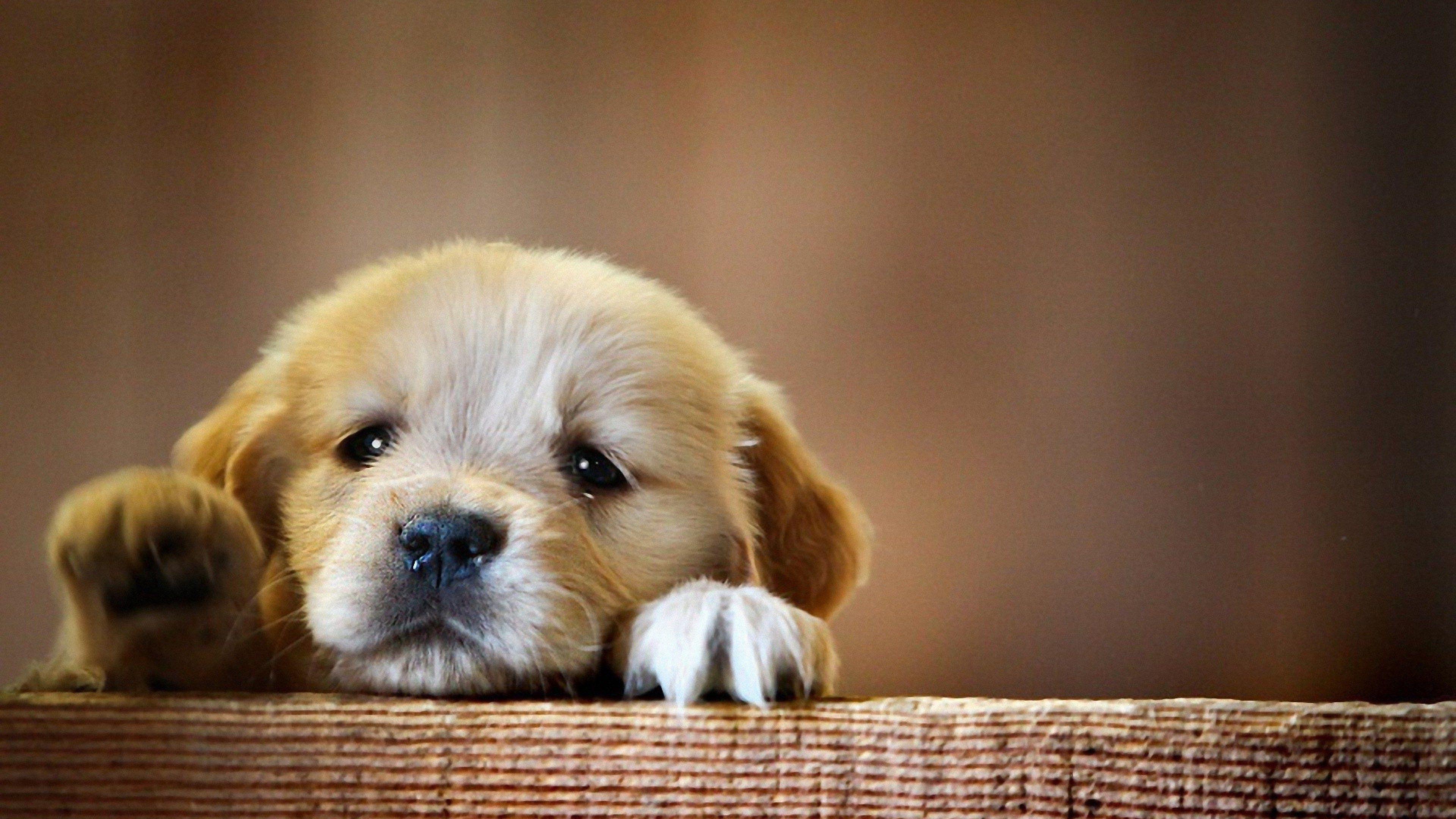40+ Cute dogs 4k wallpaper For your desktop or phone