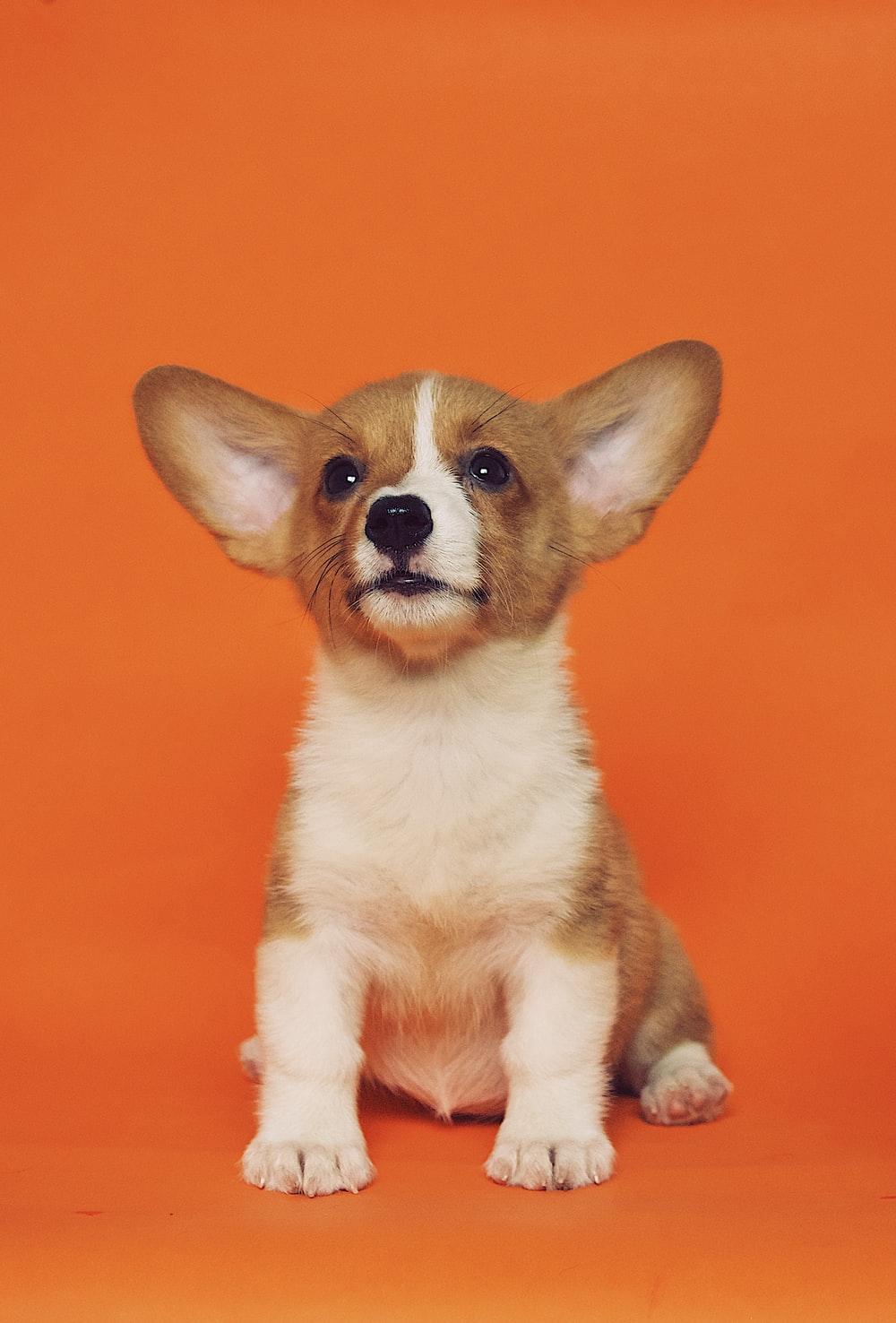 1000x1476 Puppy Wallpaper: Free HD Download [HQ]