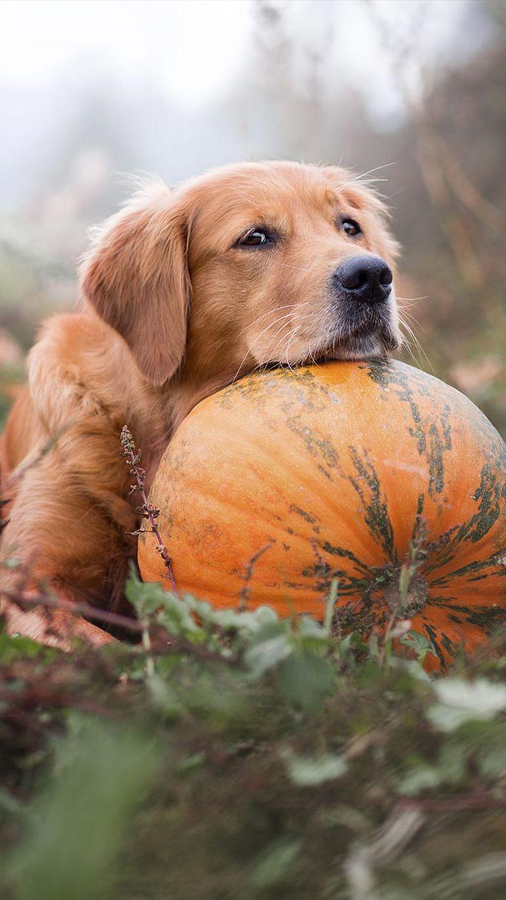 736x1308 Golden Retriever Pet Dog Pumpkin 4K Ultra HD Mobile Wallpaper. Golden retriever wallpaper, Dogs golden retriever, Dog pumpkin