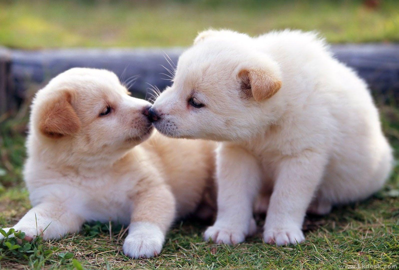 1598x1084 Cute Puppy Wallpaper