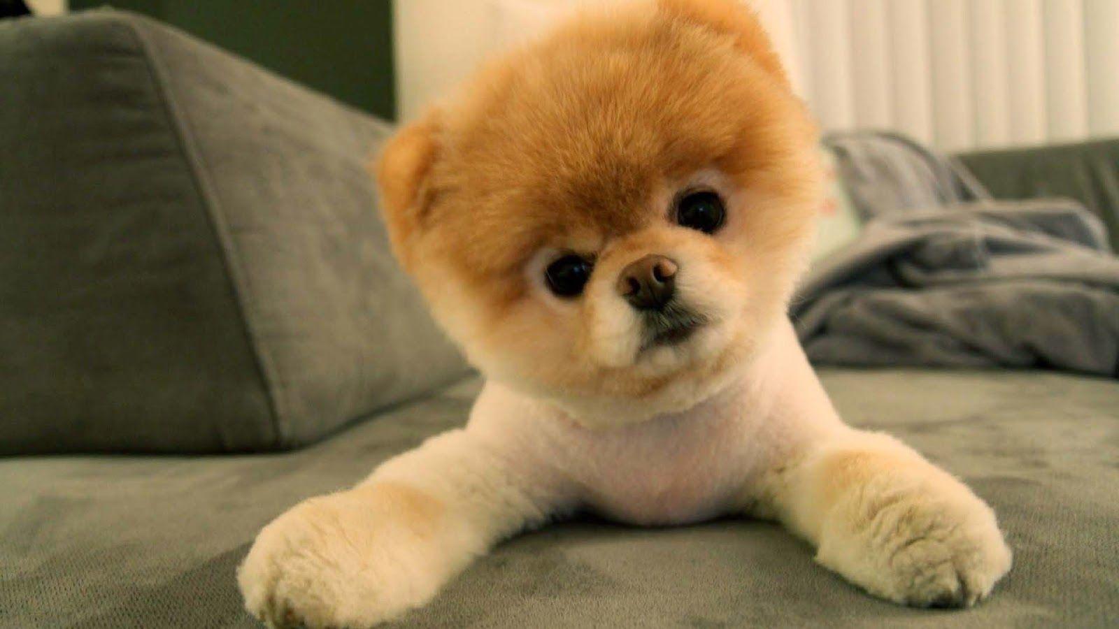 1600x900 Cute Pomerian Puppy Wallpaper, HD Cute Pomerian Puppy Background on WallpaperBat