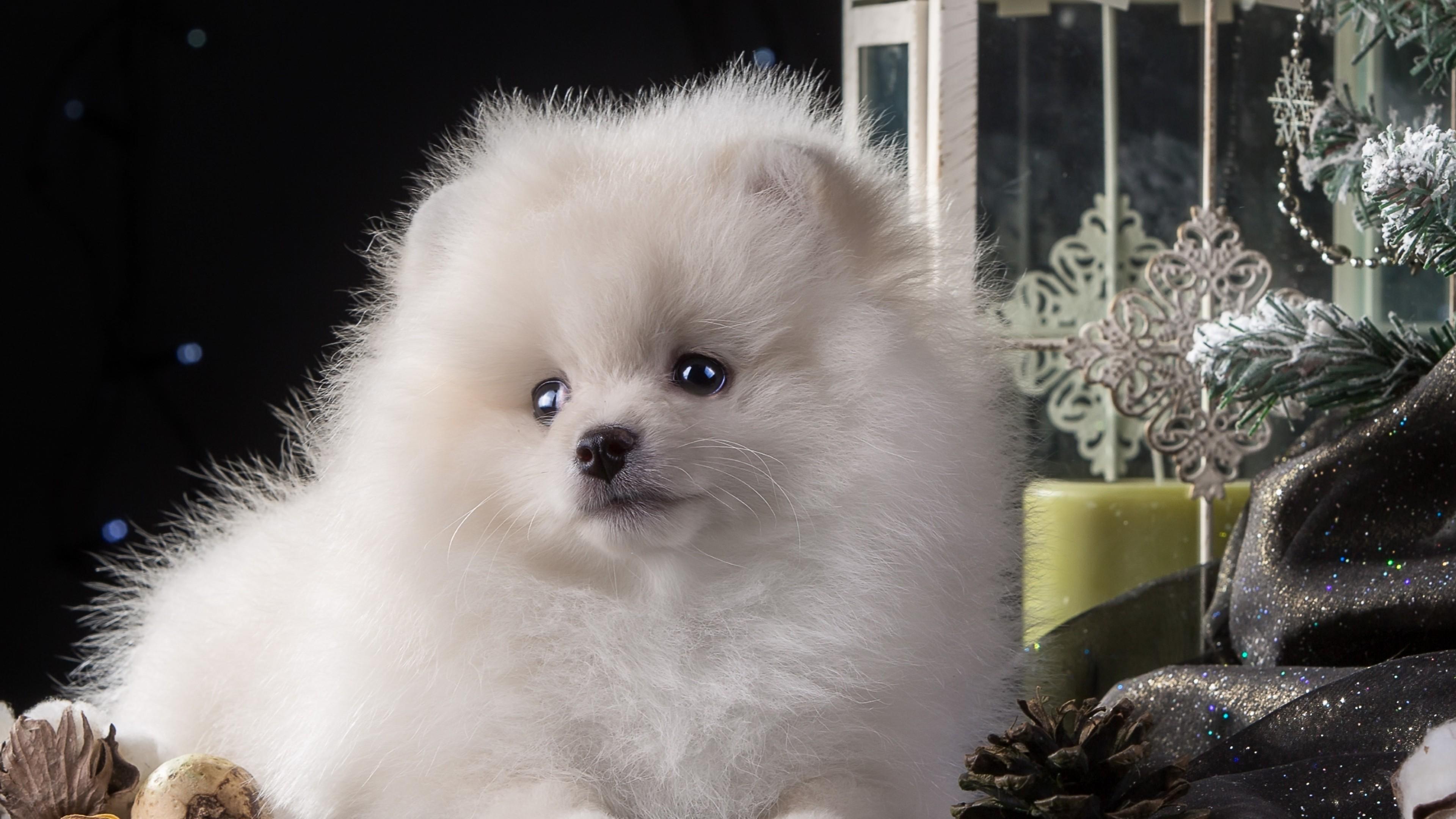 3840x2160 Puppy White Cute, HD Animals, 4k Wallpaper, Image, Background, Photo and Picture