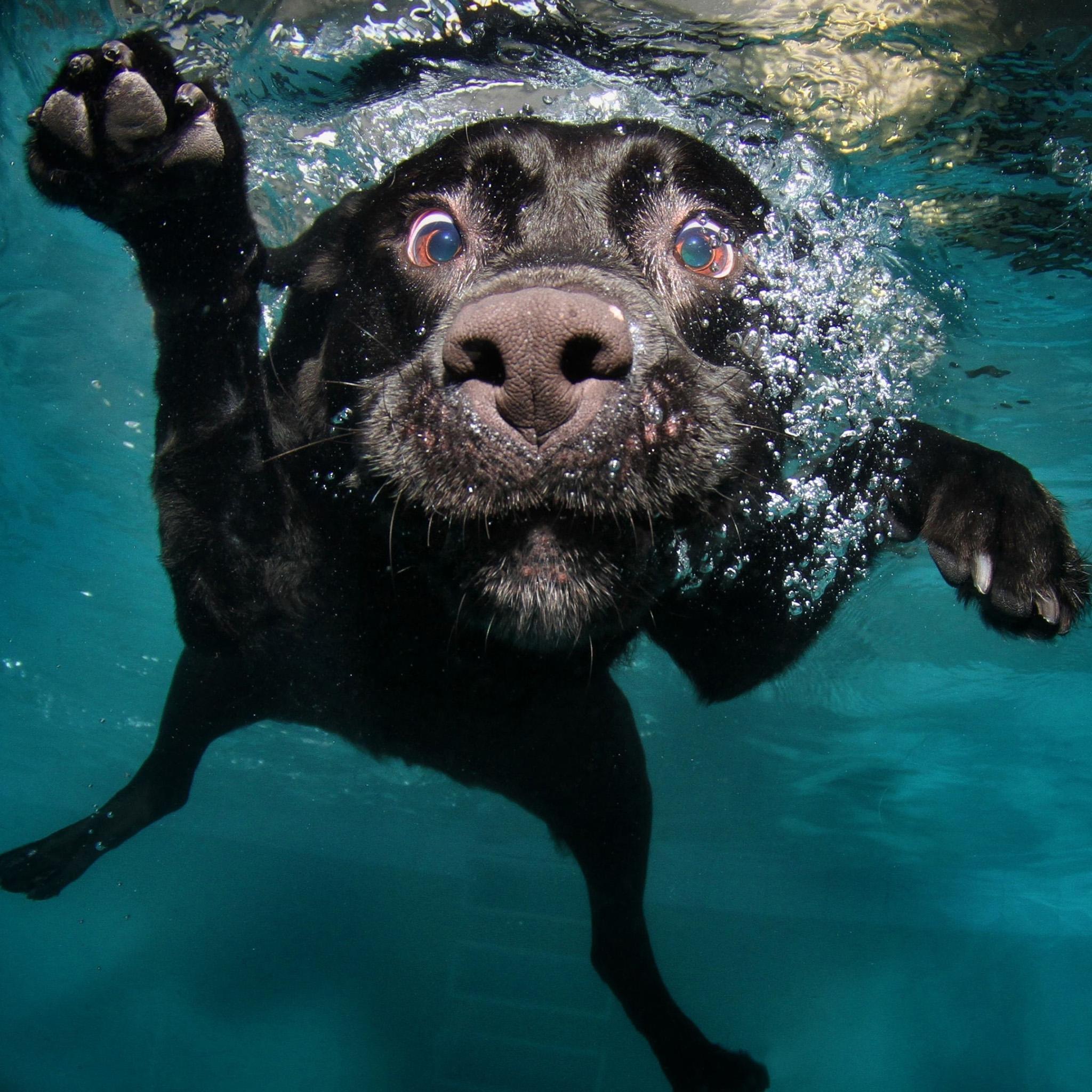 2048x2048 4K Cute Dog Wallpaper