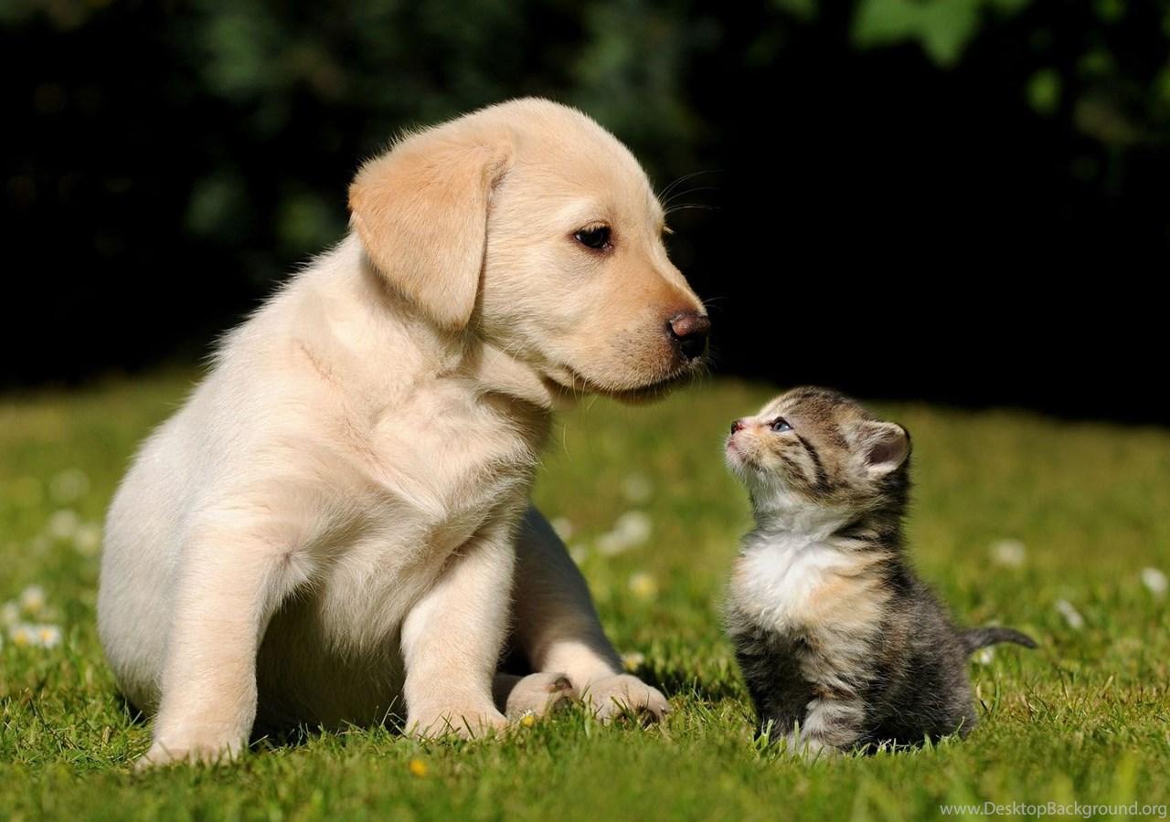 1280x900 Cute Golden Retriever Puppy HD Desktop Wallpaper HD Desktop. Desktop Background