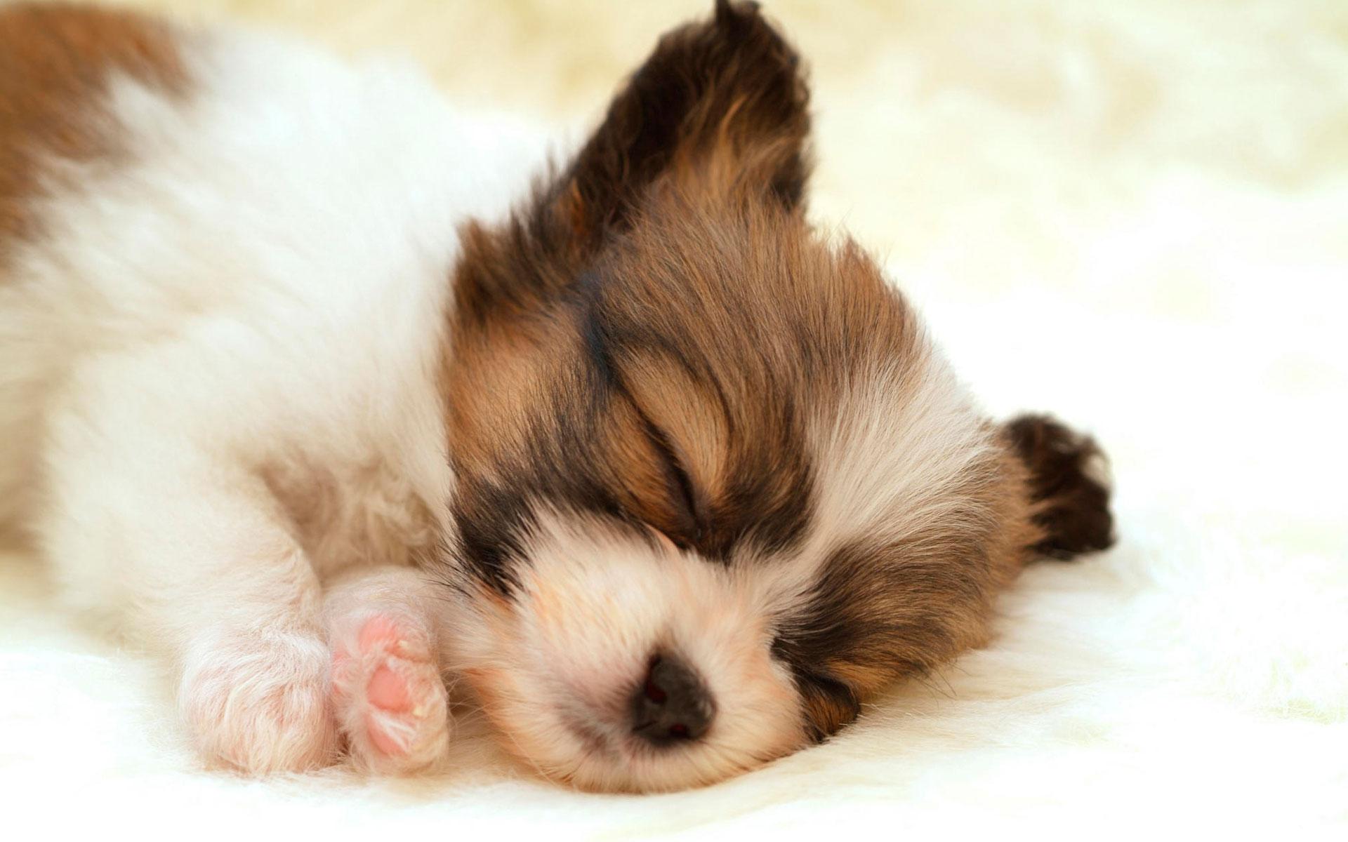 1920x1200 Puppy Picture Wallpaper