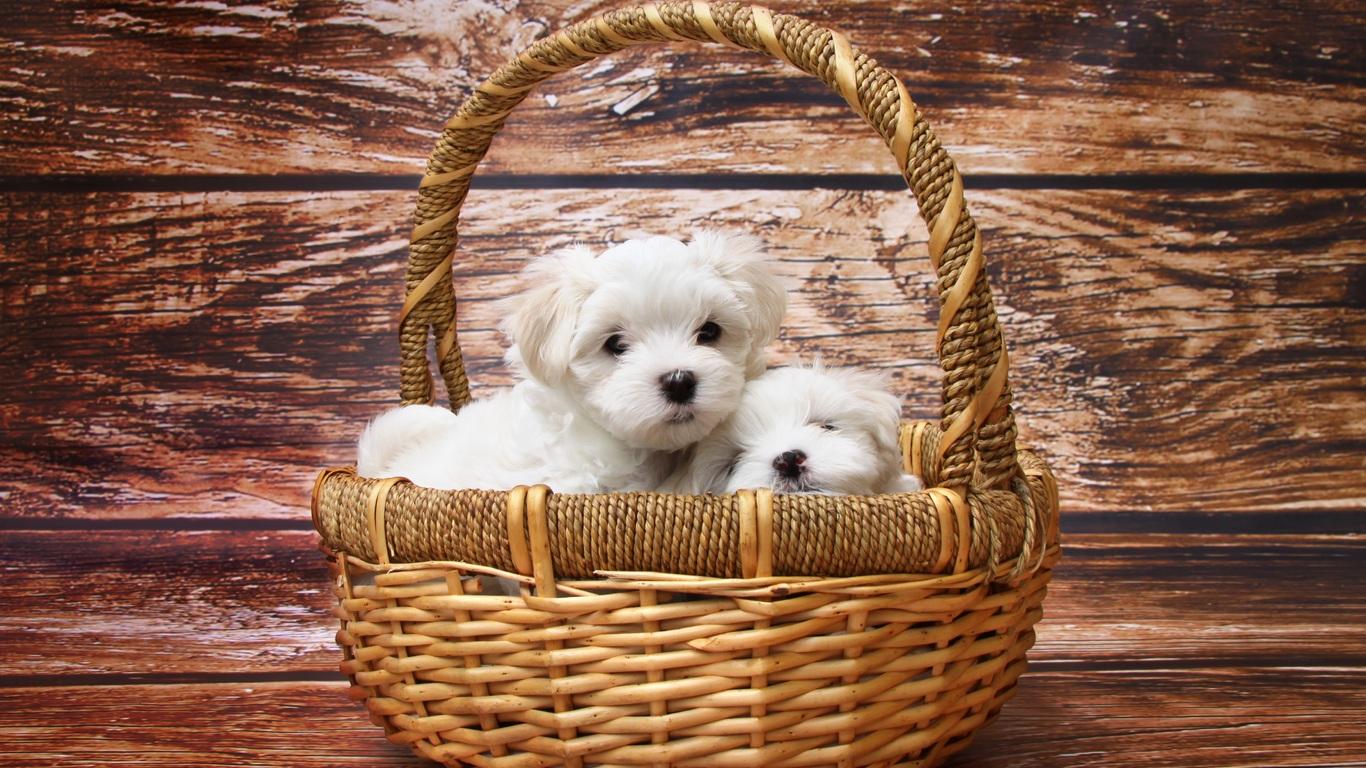 1366x768 Basket Of Puppies 1366x768 Resolution HD 4k Wallpaper, Image, Background, Photo and Picture