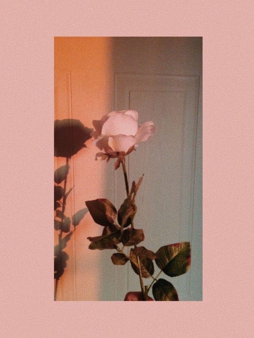 963x1280 Golden Hour Aesthetic Wallpaper