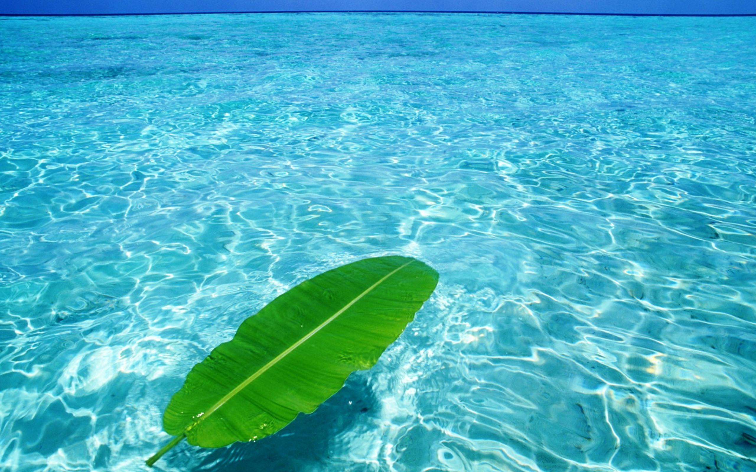 2560x1600 Free download Green Leaf Floats On Crystal Clear Water Wallpaper [2560x1600] for your Desktop, Mobile & Tablet. Explore Clear Black Wallpaper. Clear Wallpaper for Desktop Free, Clean Background Wallpaper