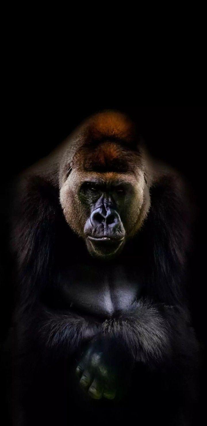 720x1480 Concrete Jungle. Gorilla wallpaper, Animal wallpaper, Animals wild
