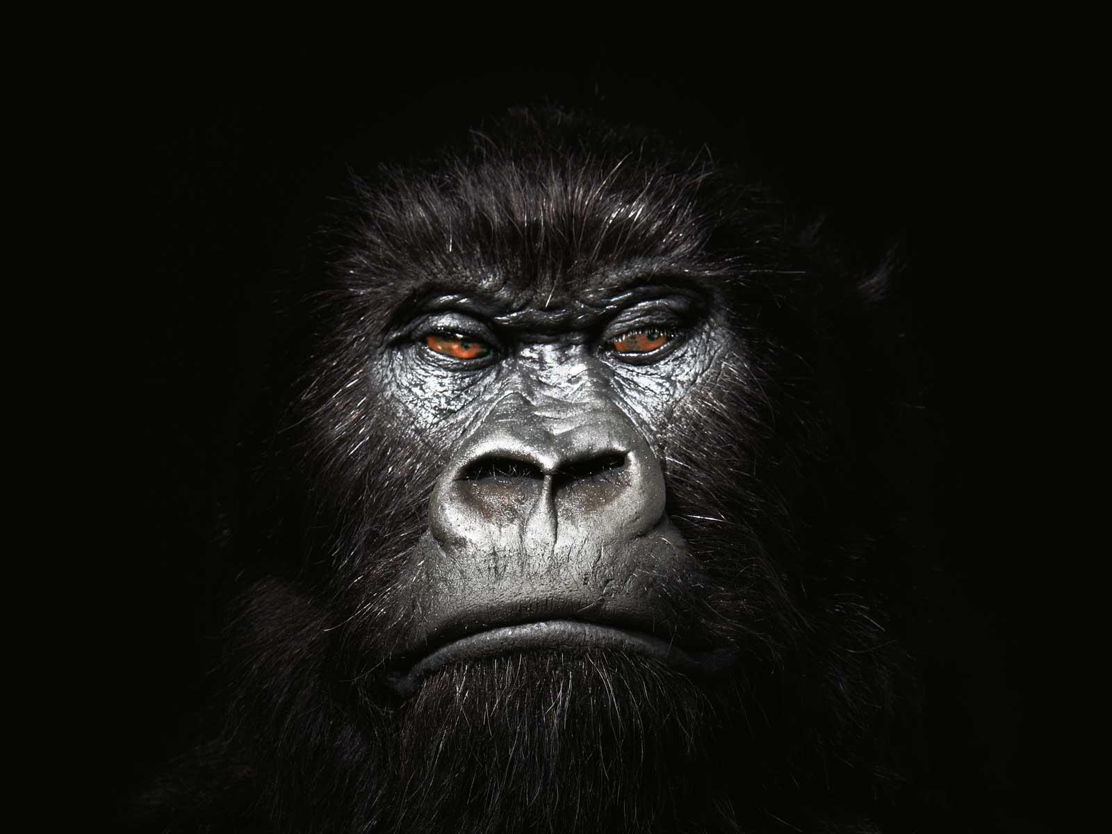 1600x1200 Demonic Gorilla Wallpaper
