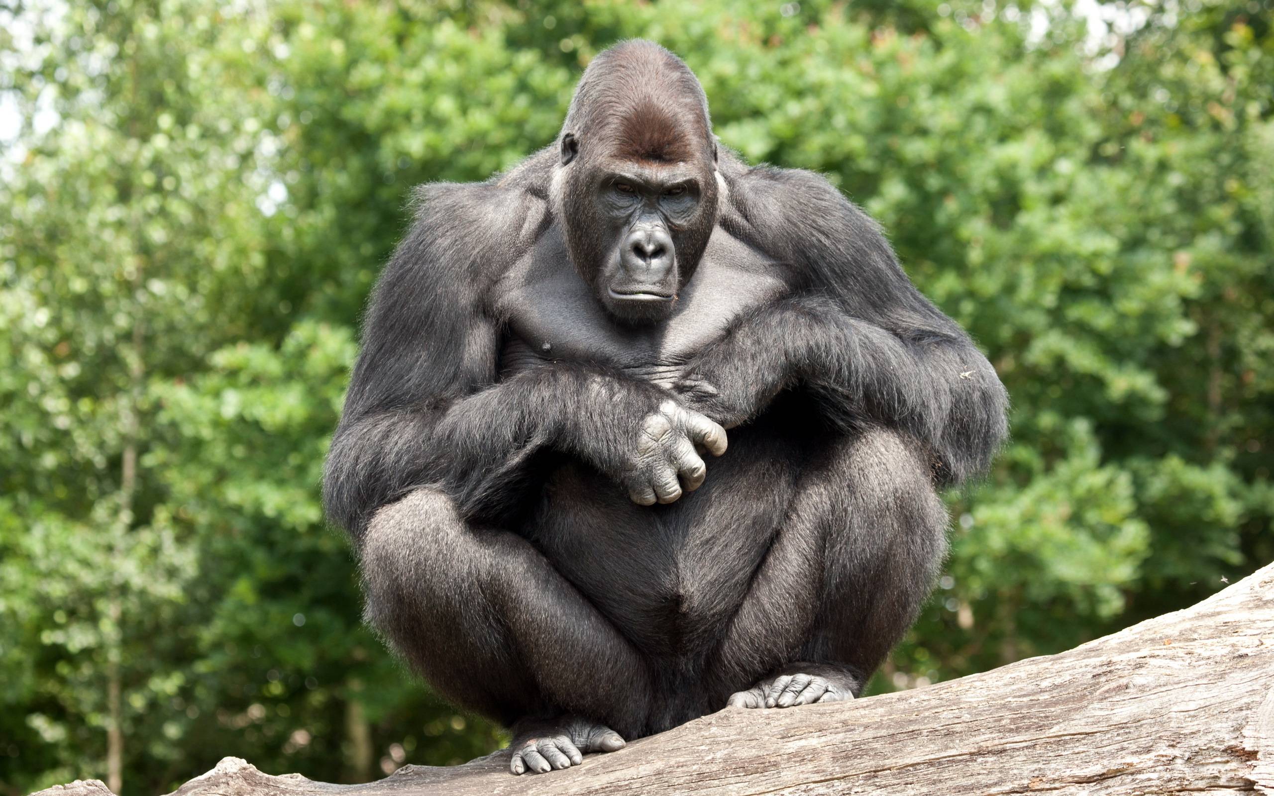 2560x1600 Gorilla Wallpaper