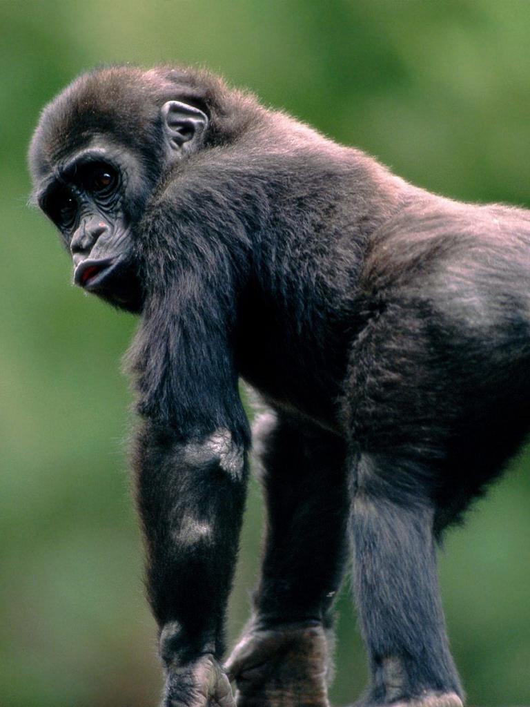 768x1024 Free download Beautiful Wallpaper monkey HD wallpaper [1600x1200] for your Desktop, Mobile & Tablet. Explore Cartoon Monkey Wallpaper. Cute Monkey Wallpaper, Monkey HD Wallpaper, Free Monkey Wallpaper for Desktop