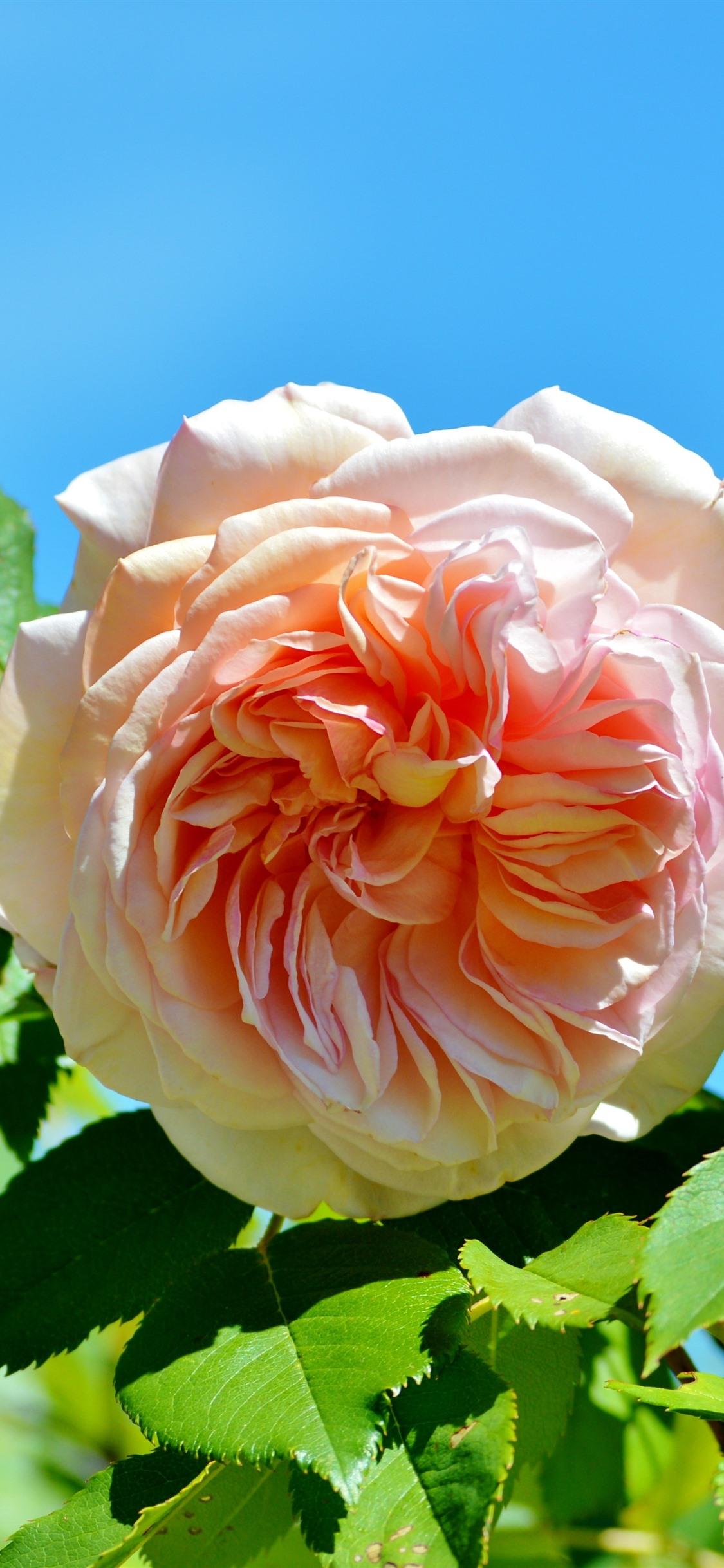 1125x2436 Light Pink Rose, Green Leaves, Blue Background 1242x2688 IPhone 11 Pro XS Max Wallpaper, Background, Picture, Image