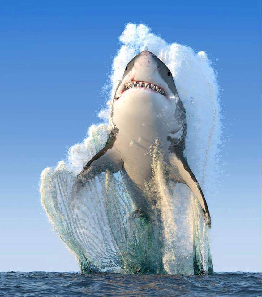 847x960 A great white shark breaching