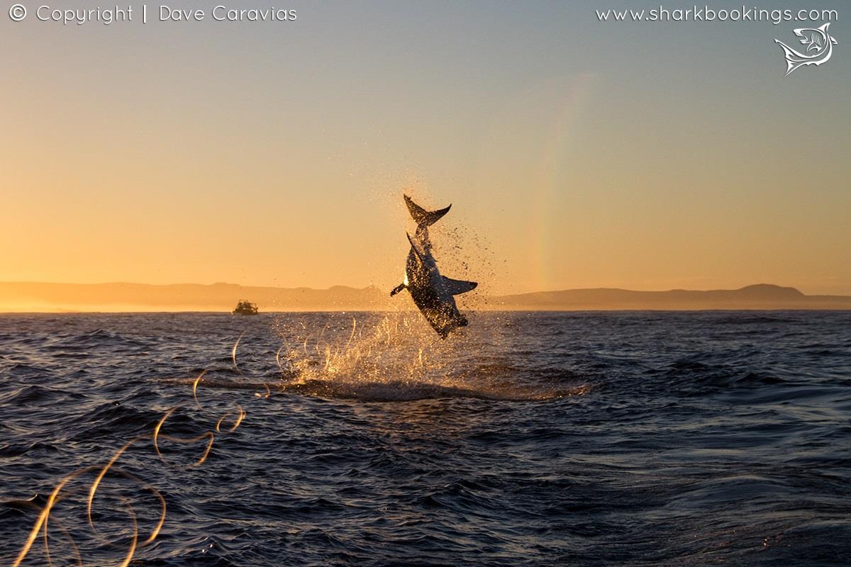 1200x800 Great White Shark Breaching Gallery. Shark Image and Photo