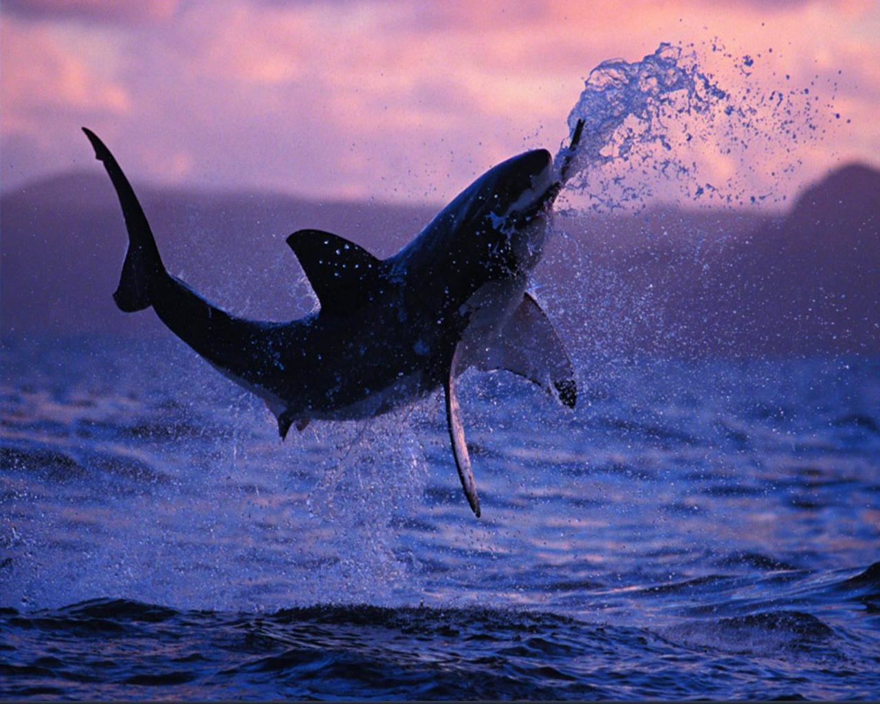 1280x1024 Shark Wallpaper Desktop