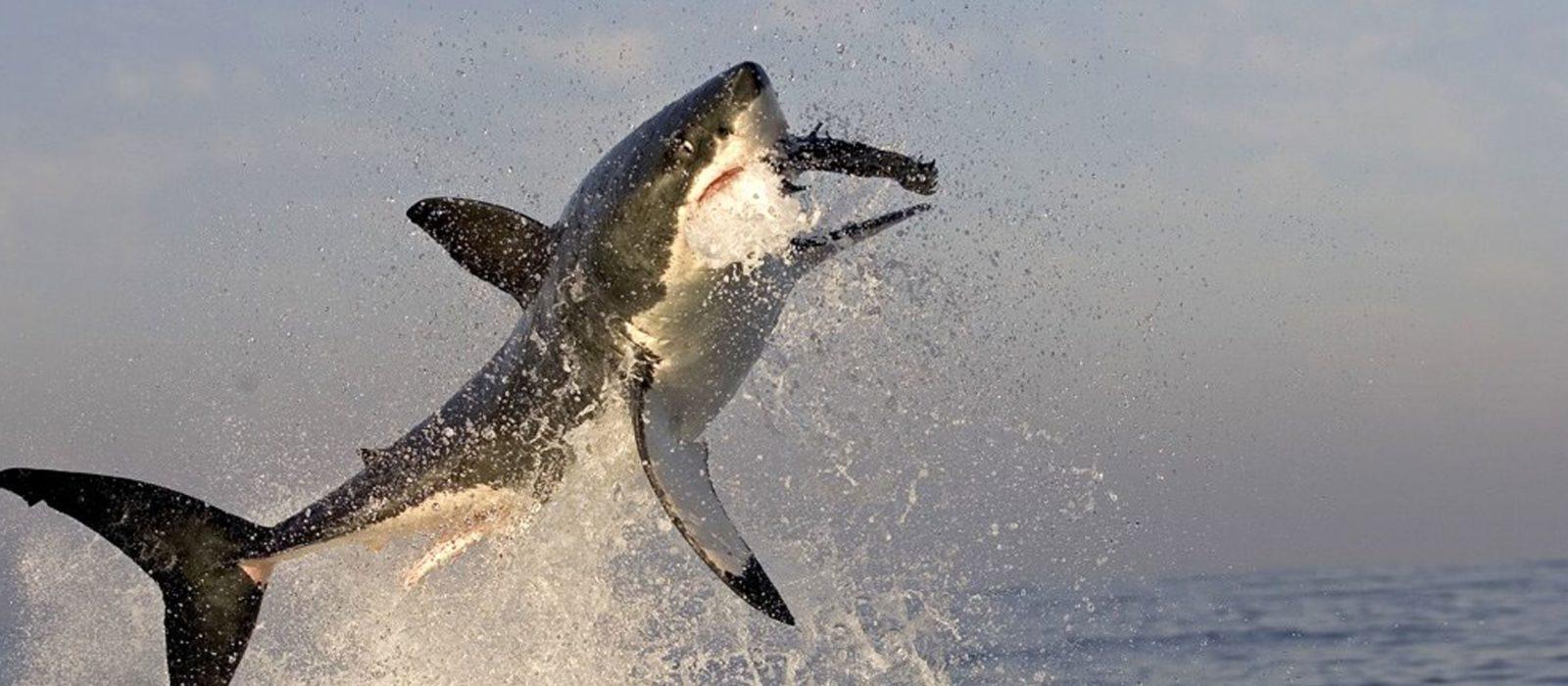 1600x700 Air Jaws: Encounters with the Great White Sharks of South Africa