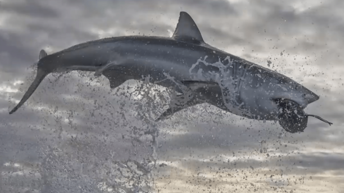 1200x675 Record Breaking Great White Shark Breach Helps Launch 'Shark Week' 2020