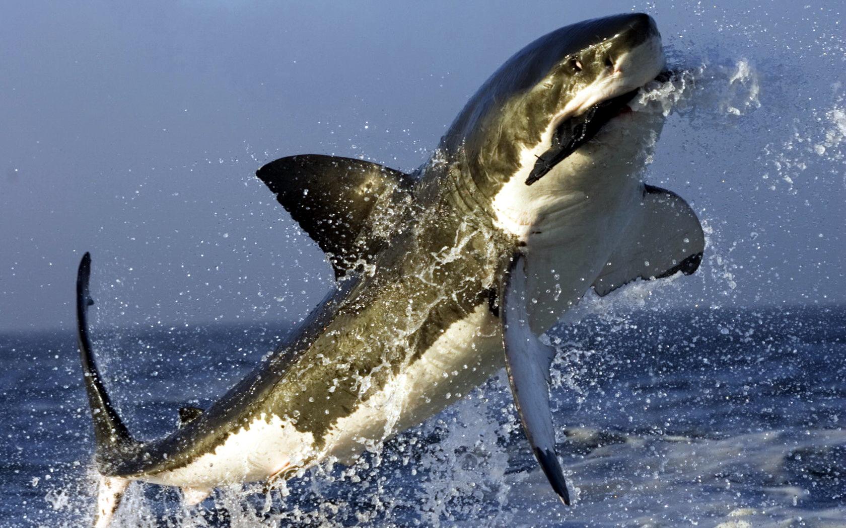1680x1050 Cool Shark Wallpaper