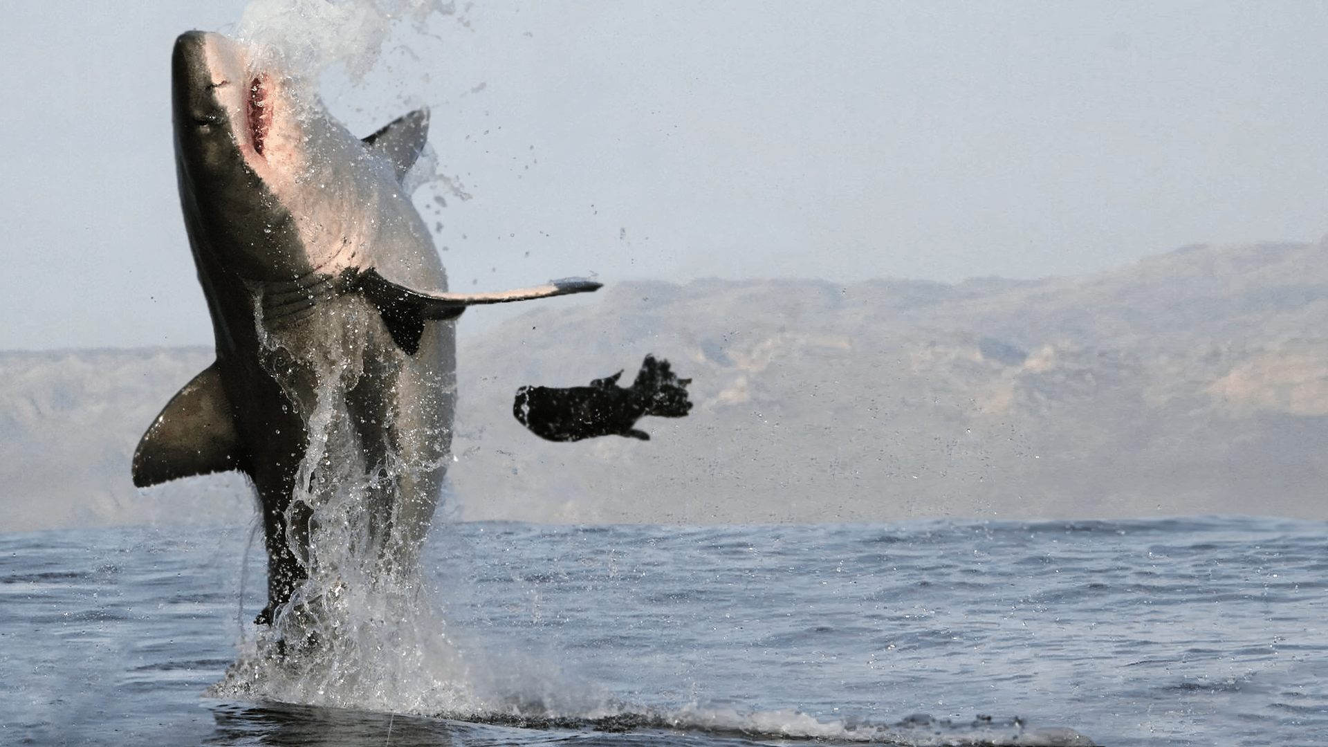 1920x1080 Watch Great White Shark Legend
