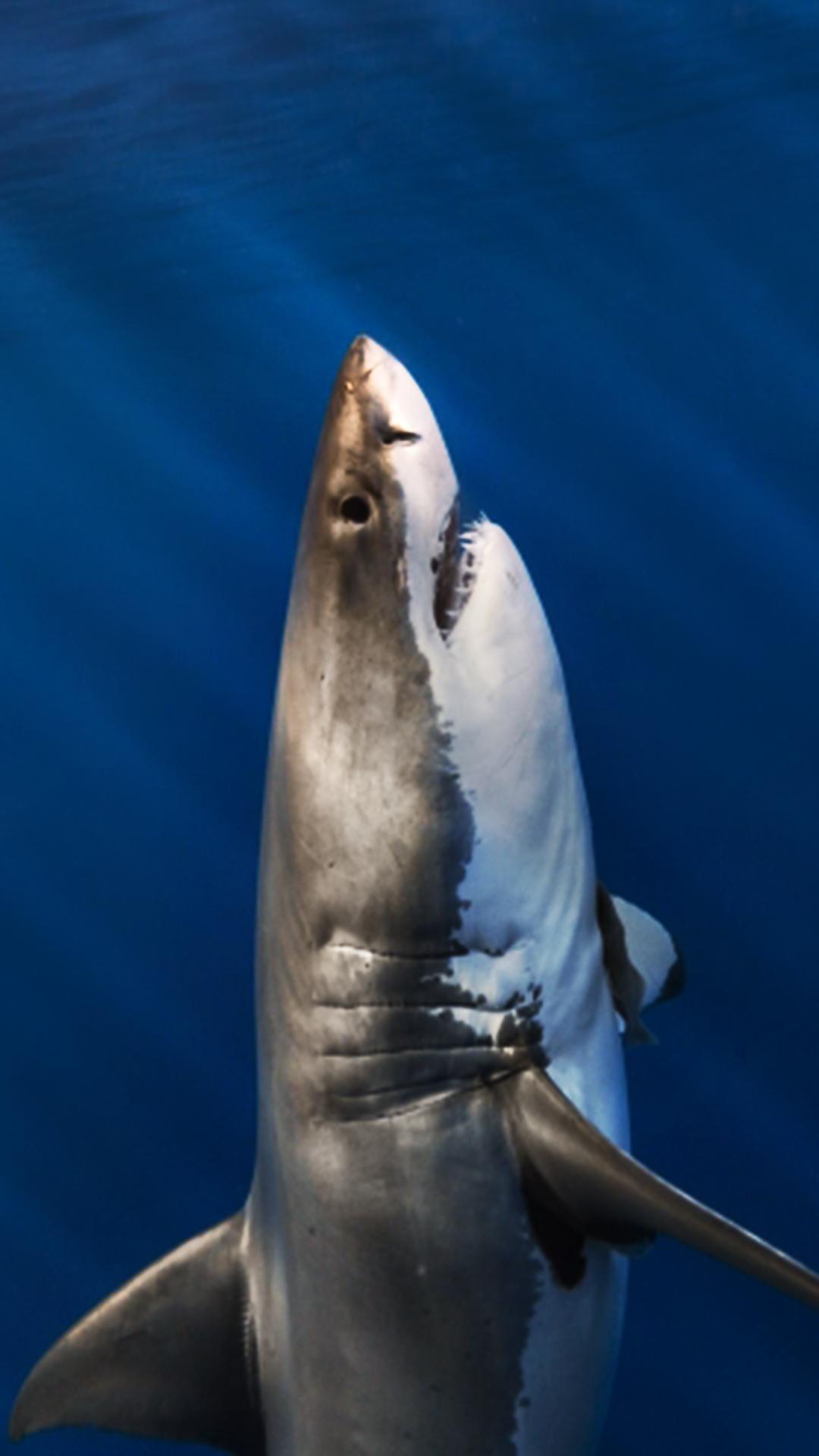 1080x1920 shark wallpaper 173