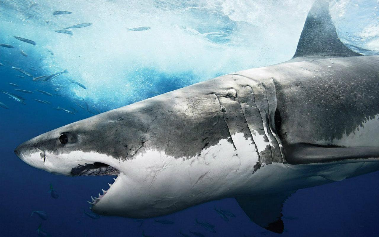 1280x800 Shark Wallpaper : Apps & Games