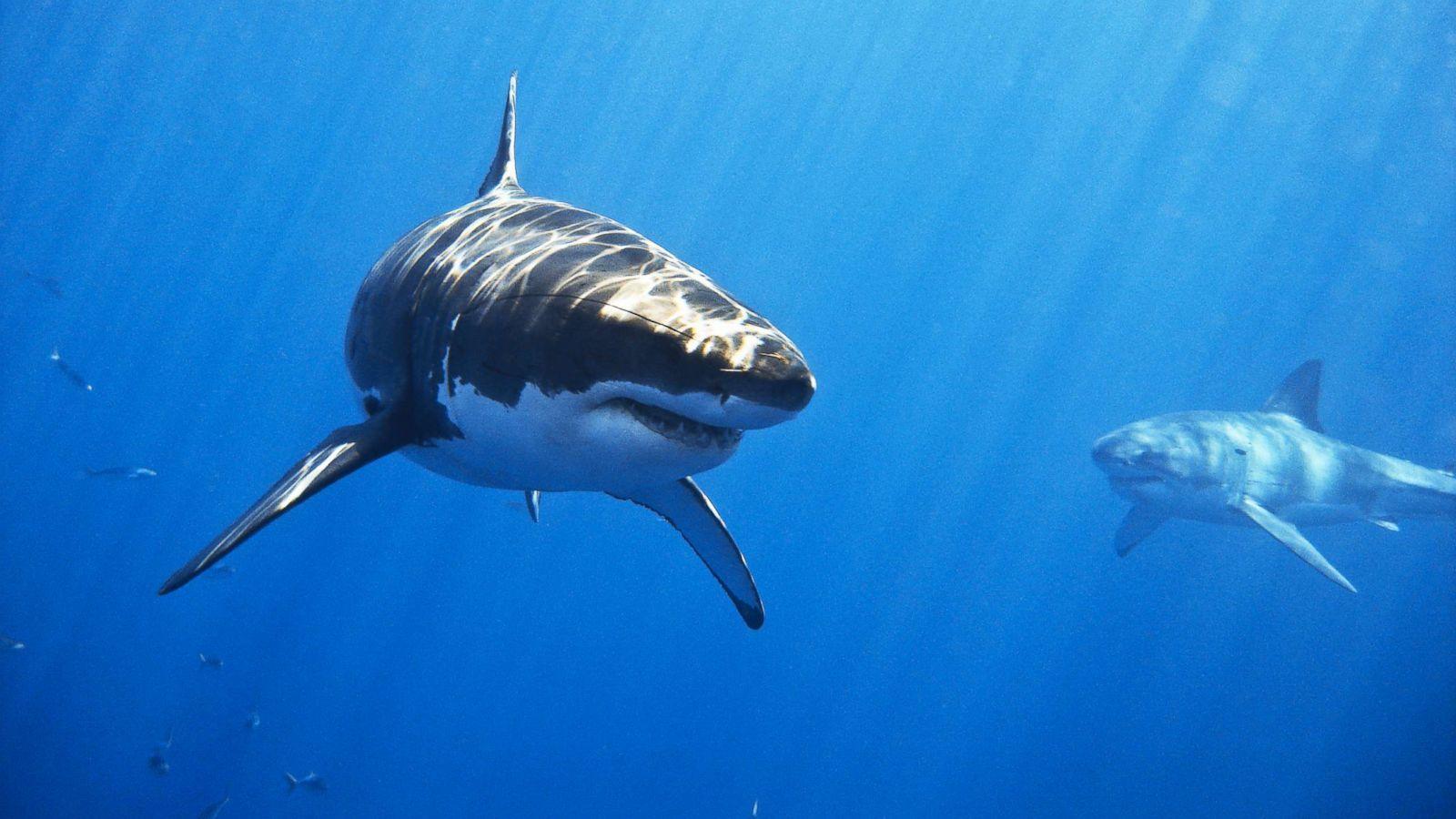 1600x900 Meet 'Deep Blue': Possibly the largest great white shark ever filmed