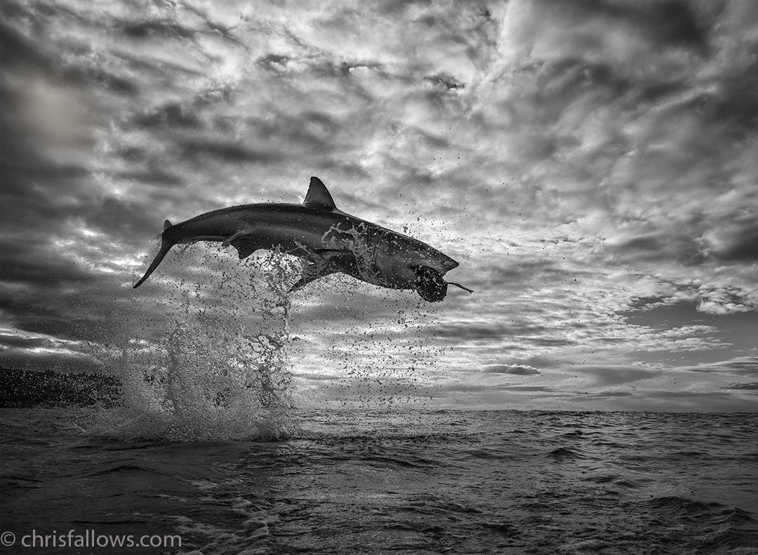 1080x791 Photographer Captures Stunning Shot of Great White Shark 12ft in the Air