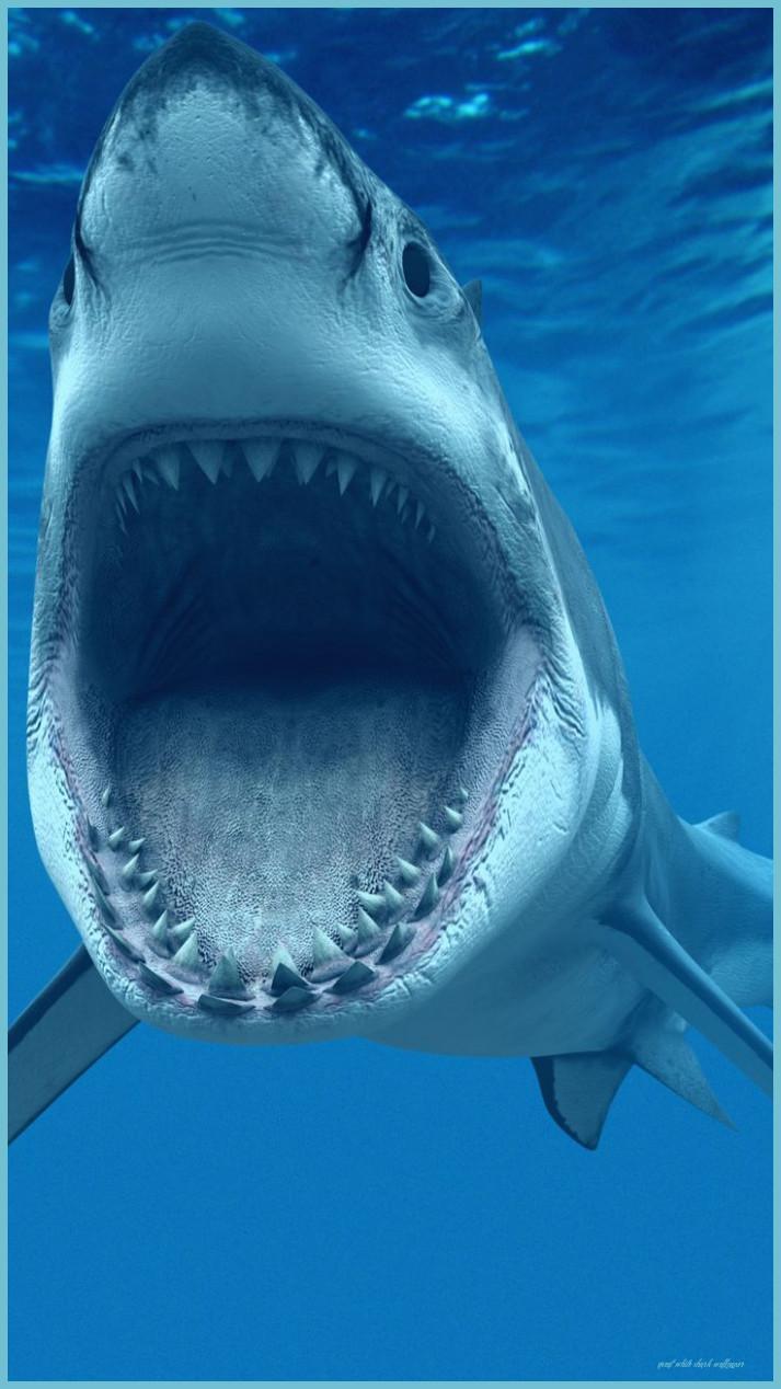 713x1268 Things That Happen When You Are In Great White Shark Wallpaper. Great White Shark Wallpaper