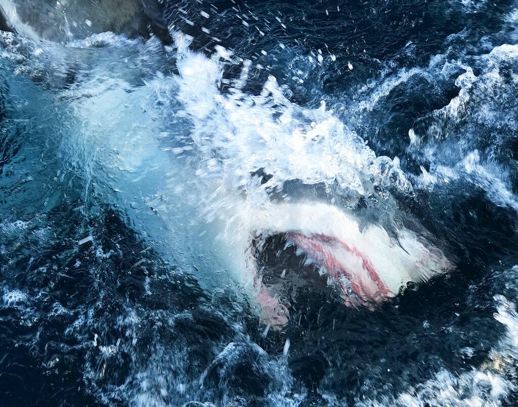 1024x805 Record Breaking Shark Breach Reaches 15 Feet Above The Water, Caught On Camera: 'It Was Just Perfect'