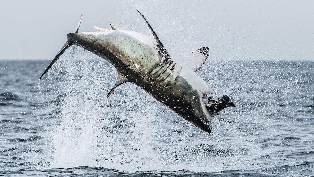 1280x720 Flying Shark: Great White Breaches Off South Africa's Coast