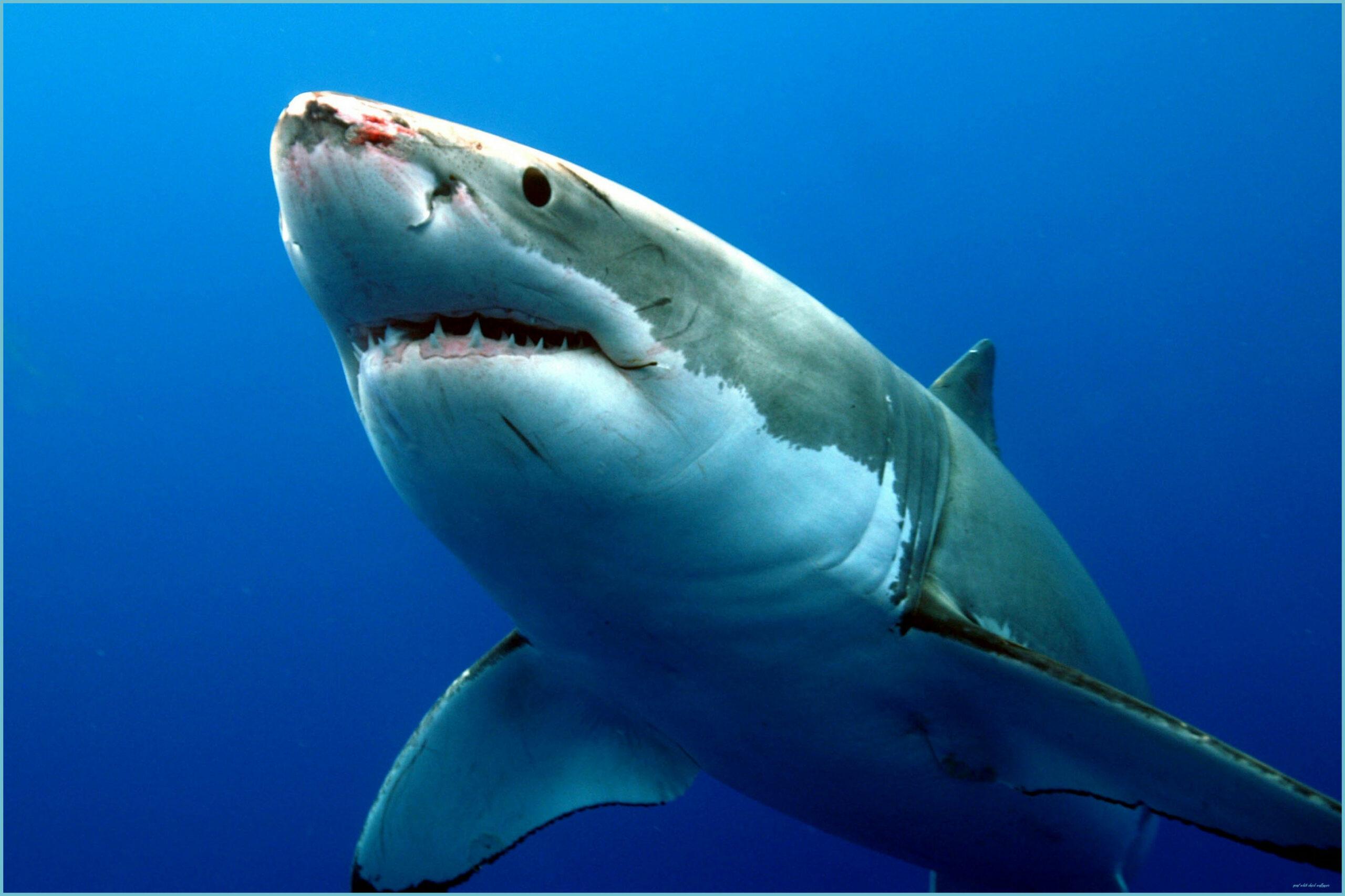 2560x1707 Things That Happen When You Are In Great White Shark Wallpaper. Great White Shark Wallpaper