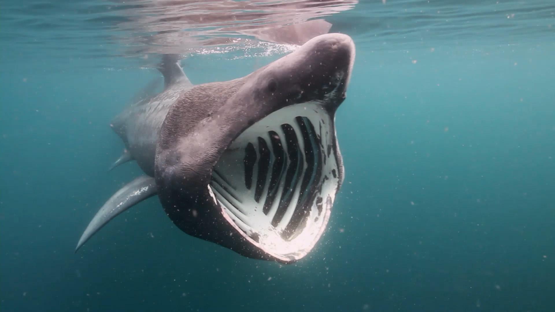 1920x1080 Most viewed Basking Shark wallpaperK Wallpaper