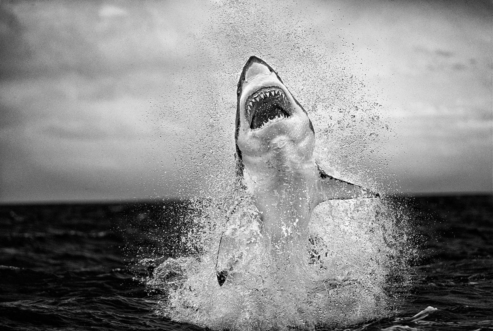1600x1074 Meet Chris Fallows, the South African wildlife photographer behind 'Air Jaws' and more
